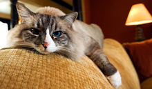 cat friendly hotels in taos new mexico